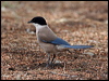 Click here to enter gallery and see photos/pictures/images of Azure-winged Magpie