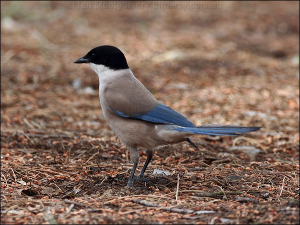 Azure-winged Magpie azure_winged_magpie_54068.psd