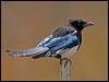 Click here to enter gallery and see photos/pictures/images of Black-billed Magpie