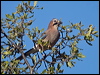 Click here to enter gallery and see photos/pictures/images of Eurasian Jay