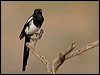 Click here to enter gallery and see photos/pictures/images of Eurasian Magpie