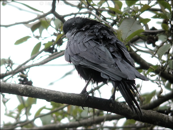 Large-billed Crow large_billed_crow_17113.jpg