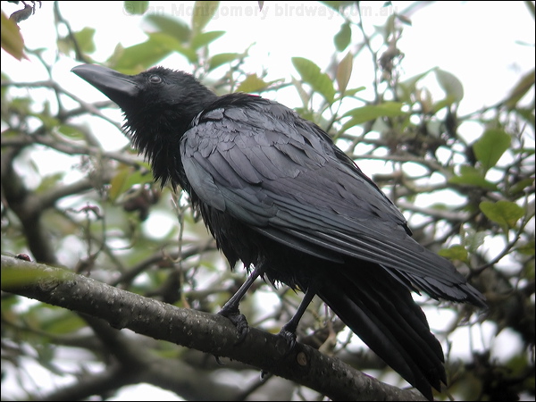 Large-billed Crow large_billed_crow_17116.jpg