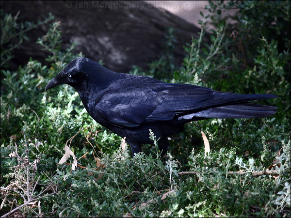 Little Raven little_raven_85795.psd