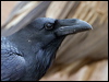 Click here to enter gallery and see photos/pictures/images of Northern Raven