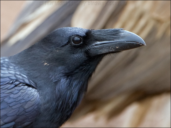 Northern Raven raven_161057-2.psd
