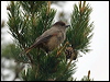 Click here to enter gallery and see photos/pictures/images of Siberian Jay