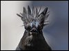 Click here to enter gallery and see photos/pictures/images of Steller's Jay