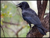 Click here to enter gallery and see photos/pictures/images of Torresian Crow