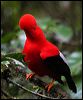 Click here to enter gallery and see photos of Andean Cock-of-the-rock