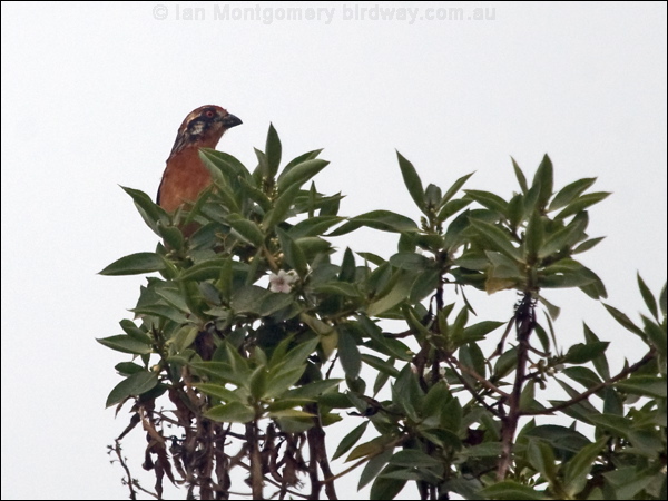 Rufous-tailed Plantcutter rf_tail_plantcutter_207765.psd