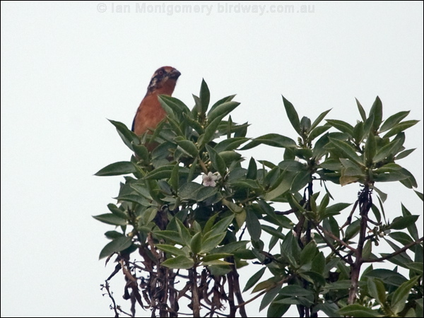 Rufous-tailed Plantcutter rf_tail_plantcutter_207766.psd