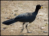 bare_faced_curassow_202985