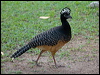 bare_faced_curassow_203510
