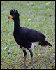 bare_faced_curassow_203516