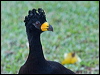 Click here to enter gallery and see photos of Bare-faced Curassow