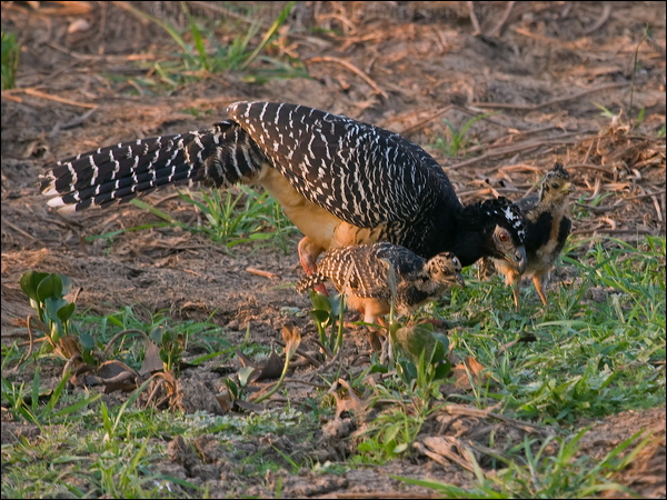 Bare-faced Curassow bare_faced_curassow_202135.psd