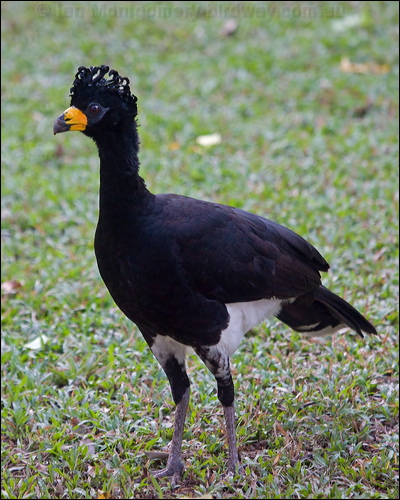 Bare-faced Curassow bare_faced_curassow_203516.psd