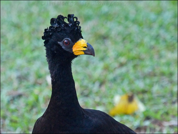 Bare-faced Curassow bare_faced_curassow_203517.psd