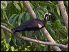 Click here to enter gallery and see photos of Blue-throated Piping-Guan