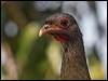 Click here to enter gallery and see photos of Chaco Chachalaca