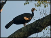 Click here to enter gallery and see photos of Red-throated Piping-Guan