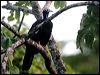 Click here to enter gallery and see photos of Trinidad Piping-Guan
