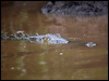Click here to enter gallery and see photos/pictures/images of American Crocodile