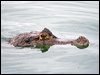 Click here to enter gallery and see photos/pictures/images of Common/Spectacled Caiman