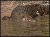 estuarine_crocodile_120344