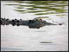 estuarine_crocodile_91901