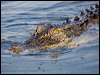 Click here to enter gallery and see photos of: Freshwater & Estuarine/Saltwater Crocodiles