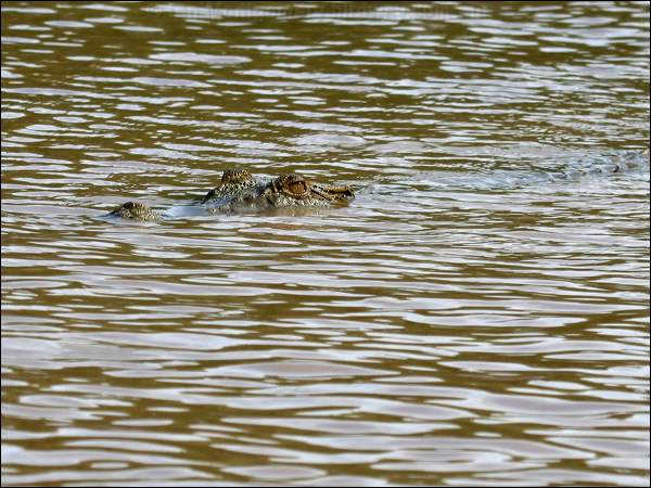 Estuarine Crocodile estuarine_crocodile_49358.psd