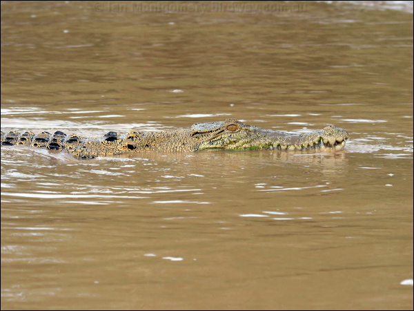 Estuarine Crocodile estuarine_crocodile_49365.psd