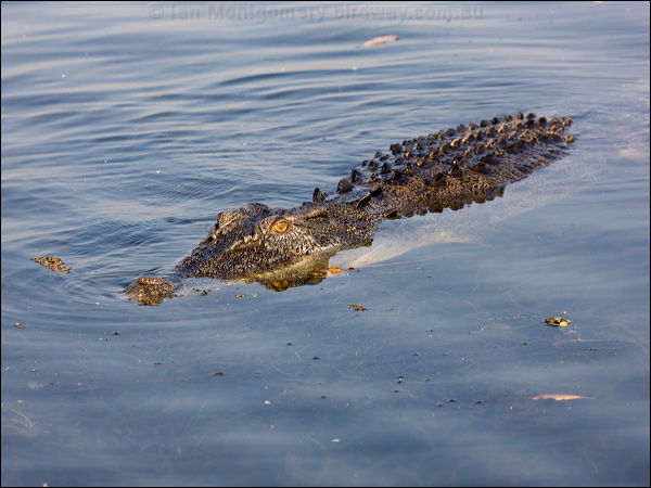 Estuarine Crocodile estuarine_crocodile_91909.psd