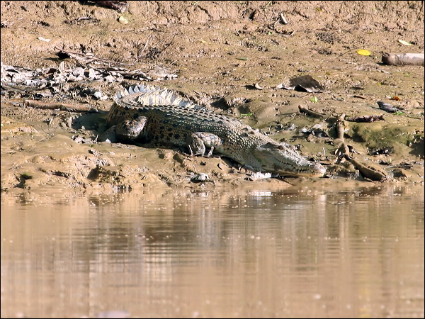 Estuarine Crocodile saltwater_crocodile_49297.psd