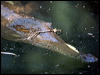 Click here to enter gallery and see photos of Freshwater Crocodile
