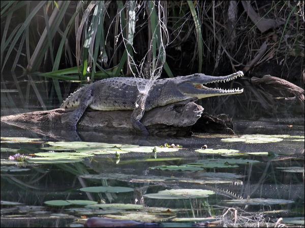 Freshwater Crocodile freshwater_crocodile_80802.psd