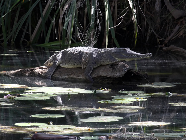 Freshwater Crocodile freshwater_crocodile_80839.psd