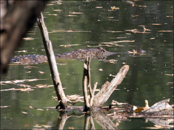 Freshwater Crocodile freshwater_crocodile_90971.psd