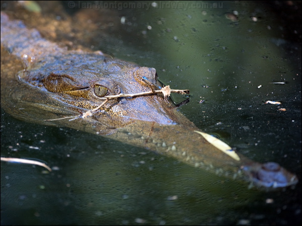 Freshwater Crocodile freshwater_crocodile_93762.psd