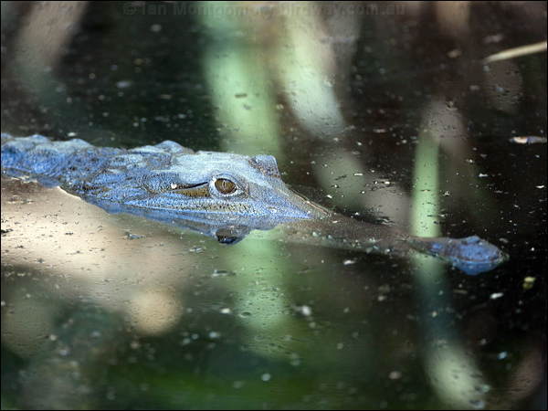Freshwater Crocodile freshwater_crocodile_93764.psd