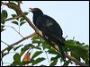 Thumbnail link to gallery of Asian Koel