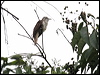 Thumbnail link to gallery of Banded Bay Cuckoo