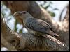 Thumbnail link to gallery of Channel-billed Cuckoo