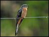 Thumbnail link to gallery of Fan-tailed Cuckoo