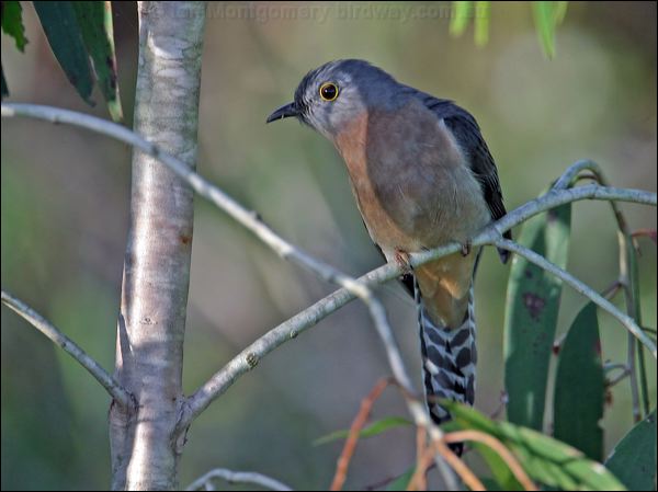 Fan-tailed Cuckoo fan_tailed_cuckoo_18648.jpg
