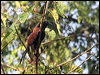 Thumbnail link to gallery of Greater Coucal