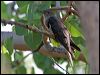 Thumbnail link to gallery of Oriental Cuckoo