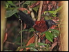 Thumbnail link to gallery of Short-toed Coucal